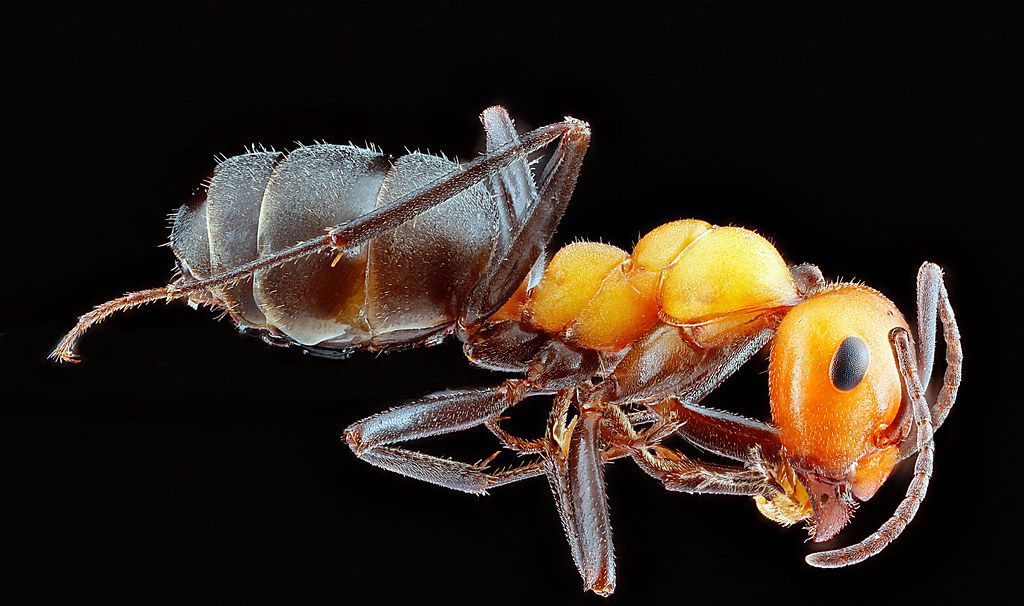 Ant Control service in Kenner, LA