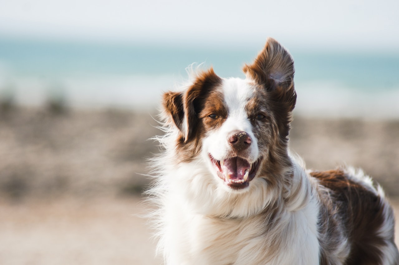 Flea & Tick Control service in Kenner, LA