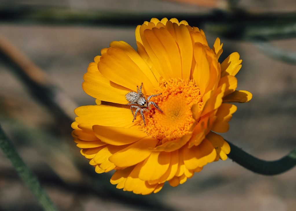 Spider Control service in Kenner, LA